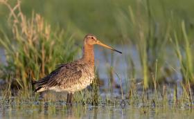 Nagy goda ( Fotó: Balla Dániel)