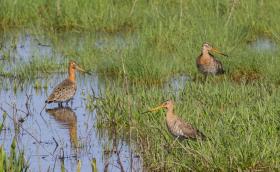 Nagy godák (Fotó: Csibrány Balázs)