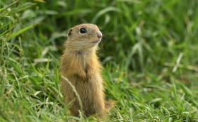 Ürge ül a gyepben