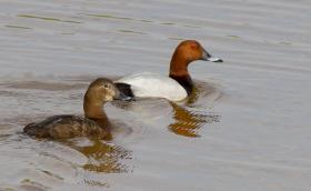 Barátrécék (Fotó: Mészáros Csaba)