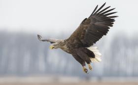 Réti sas - Bálint Pál