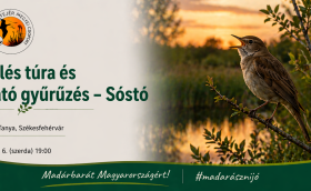 Fülemülés túra és bemutató gyűrűzés a Sóstón