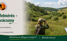 Nagykarácsonyi felmérés