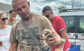 Dél-Balatoni HCS bagolygyűrűzés