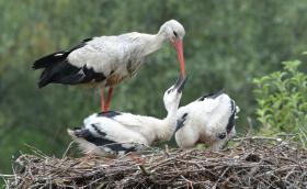 feher golya fiokat etet_Algyoi gat_Lovaszi Peter_DSC_7003.jpg