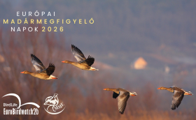 Európai Madármegfigyelő Napok 2026