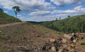 Letermelt erdő Fotó: Gálhidy László WWF