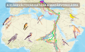 klímaváltozás és vonulás