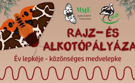 medvelepke rajzpályázat