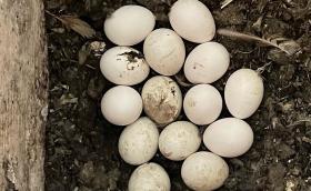 14 tojásból álló gyöngybagoly fészekalj (Fotó: Nagy Éva)