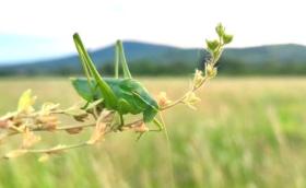 magyar_tarsza_BiodiverzLIFE