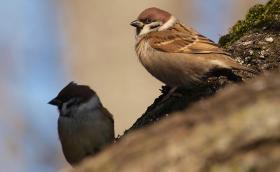 Mezei verebek (Fotó: Nagy Károly)