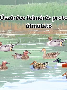úszóréce protokoll