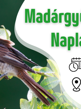 Madárgyűrűzési bemutató a Naplás-tónál (CES 3.)