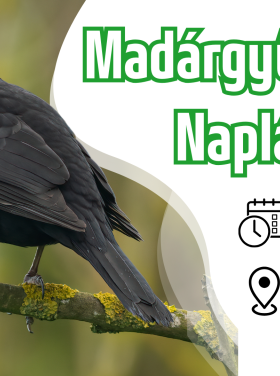 Madárgyűrűzési bemutató a Naplás-tónál (CES 5.)