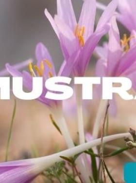 őszi vadvirág mustra