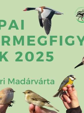 Európai Madármegfigyelő Napok - Ferencmajori Madárvárta