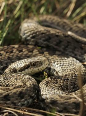 Rákosi vipera élőhelyén (fotó: Halpern Bálint)