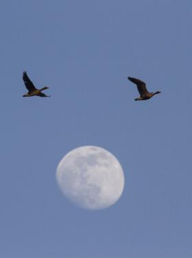 Nagy lilikek (Fotó: Csibrány Balázs)