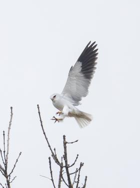 Kuhi_2025.11.14._Otto_Samwald