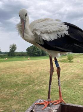 Fehér gólya (Fotó: Nesztor Karolina)