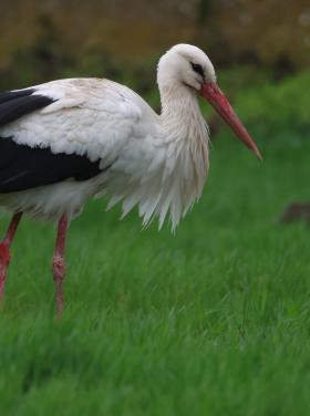 Korrekorder gólya 2026