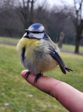 Kék cinege (Fotó: Lendvai Csaba)