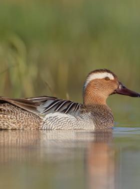Hím böjti réce (Fotó: Simay Gábor)