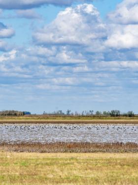 Kardoskúti Fehér-tó