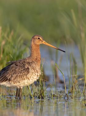 Nagy goda ( Fotó: Balla Dániel)
