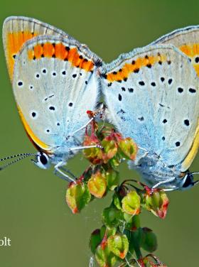 az év lepkéje 2026