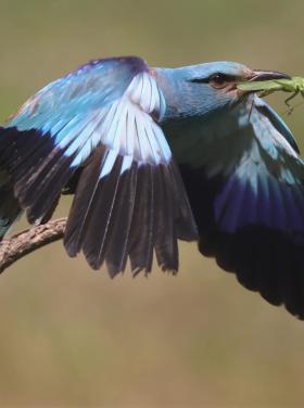 Szalakóta zsákmányával