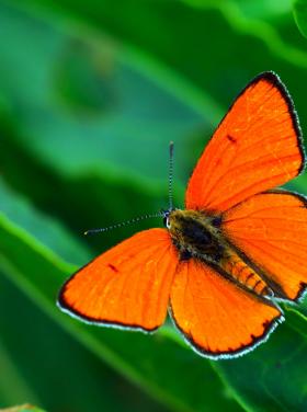 1_Nagy tűzlepke hím_Kalotás Zsolt.JPG