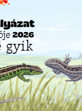 Év hüllője rajzpályázat