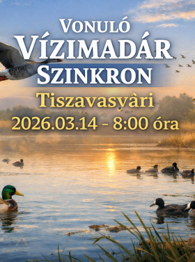 vízimadár szinkron 