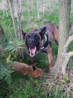 tetem és méregkereső kutyák