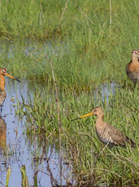 Nagy godák (Fotó: Csibrány Balázs)