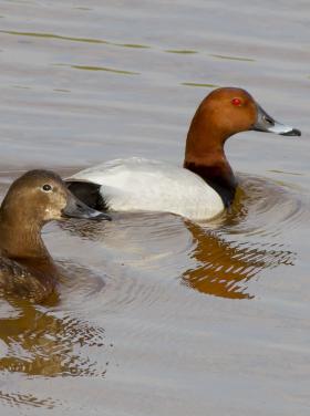Barátrécék (Fotó: Mészáros Csaba)