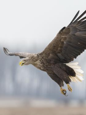 Réti sas - Bálint Pál