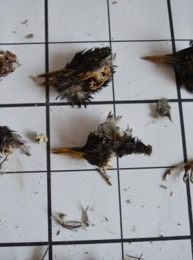 Kerecsensólyom táplálékvizsgálat