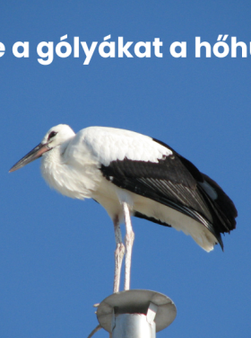 gólya hőhullám