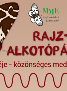 medvelepke rajzpályázat