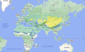 A kerecsensólyom világállományának elterjedése (forrás: BirdLife Datazone)