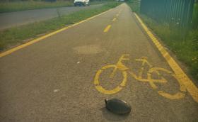 Kerékpárútra tévedt mocsári teknős (Fotó: Halpern Bálint)