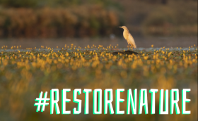 restorenature