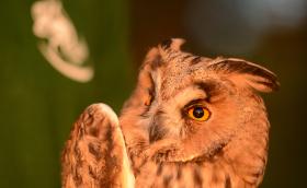 Erdei fülesbagoly (Fotó: Lendvai Csaba)