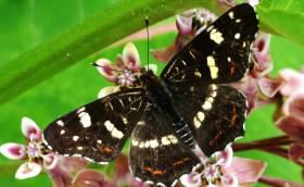 Araschnia levana 