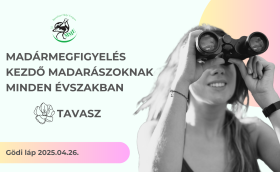 madármegfigyelés kezdőknek
