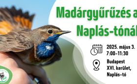 Madárgyűrűzési bemutató a Naplás-tónál (CES 2.)