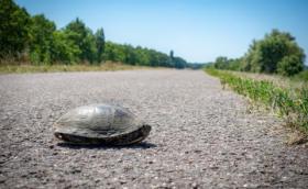 Mocsári teknős a Tisza-tó egyik gátján (fotó: Pálvölgyi Krisztina - forrás: Herptérkép)